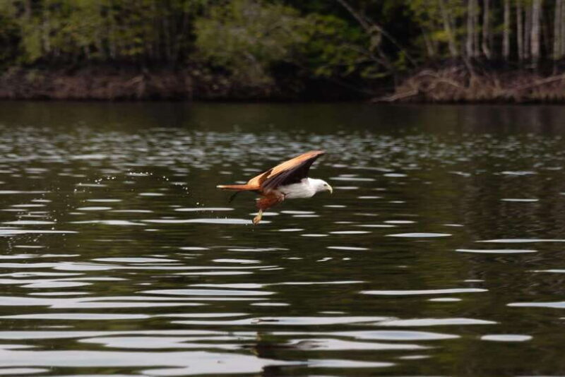 Langkawi Royal Mangrove Tour with Snorkeling Package - Who Is This Tour Best For?