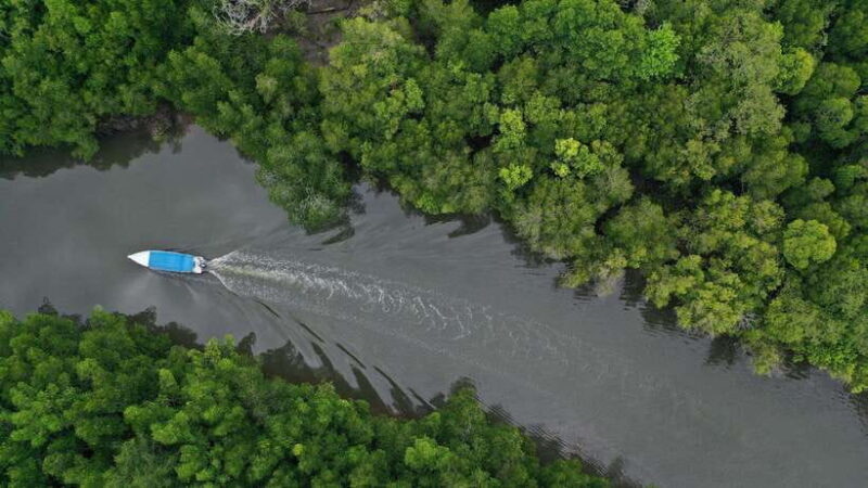 Langkawi Signature Mangrove Discovery Boat Tour (Shared) - Key Points