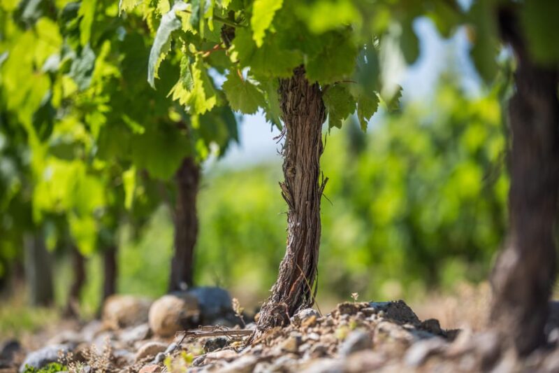 Languedoc: Heritage Tour & Tasting at Domaine De Baronarques - The Vat House and Barrel Aging Cellar
