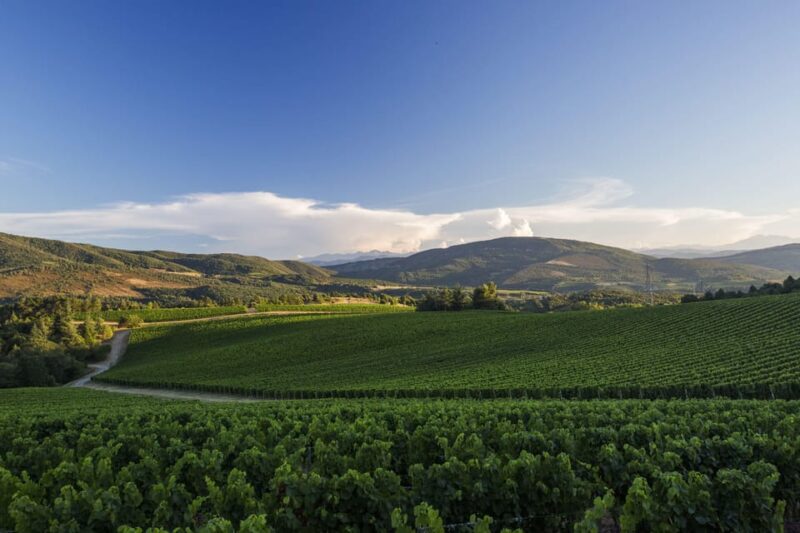Languedoc: Heritage Tour & Tasting at Domaine De Baronarques - Tasting the Wines