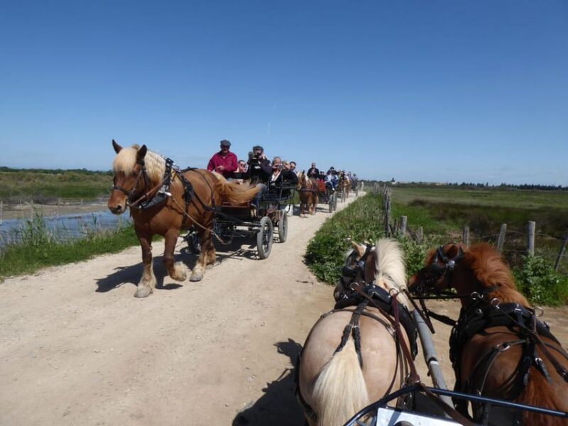 Lansargues: Horse-Drawn Carriage Ride With Guide - Experience and Environment