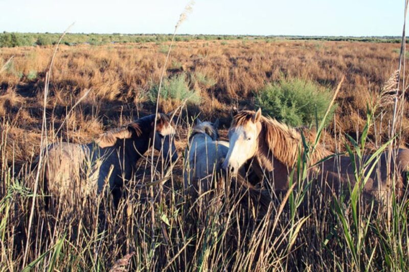 Lansargues: Horse-Drawn Carriage Ride With Guide - Exploring the Petite Camargue
