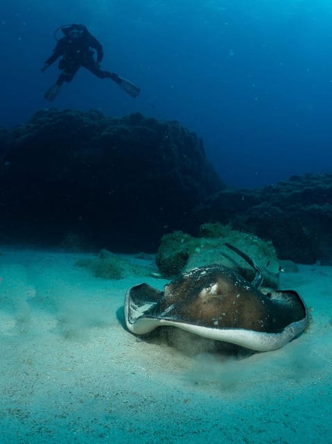 Lanzarote: 2-Dive Package for Certified Divers - Key Points