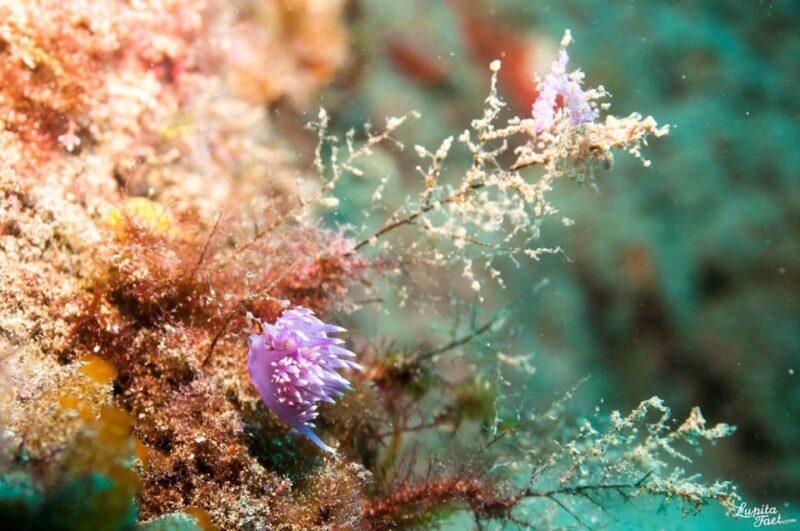 Lanzarote: 2-Dive Package for Certified Divers - Skill Level Requirements