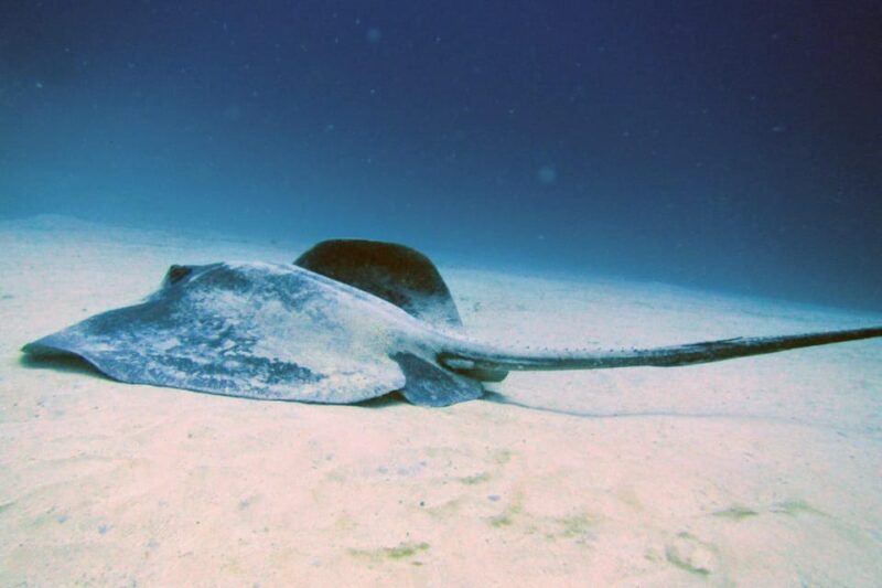 Lanzarote: 2 Guided Dives (Certified Divers Only) - Instructors and Equipment