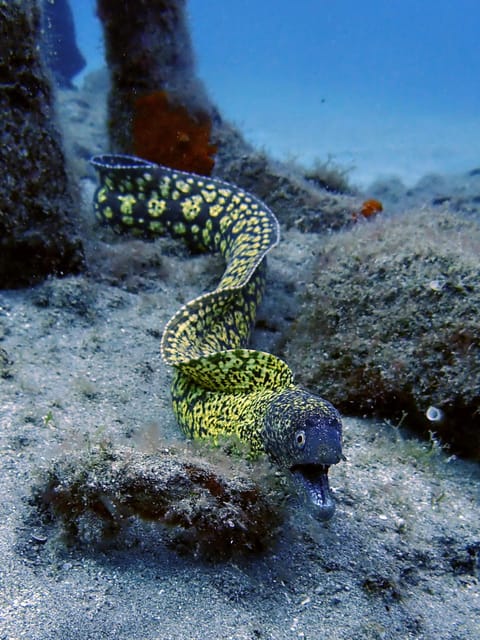 Lanzarote: 2 Guided Dives (Certified Divers Only) - Requirements and Restrictions