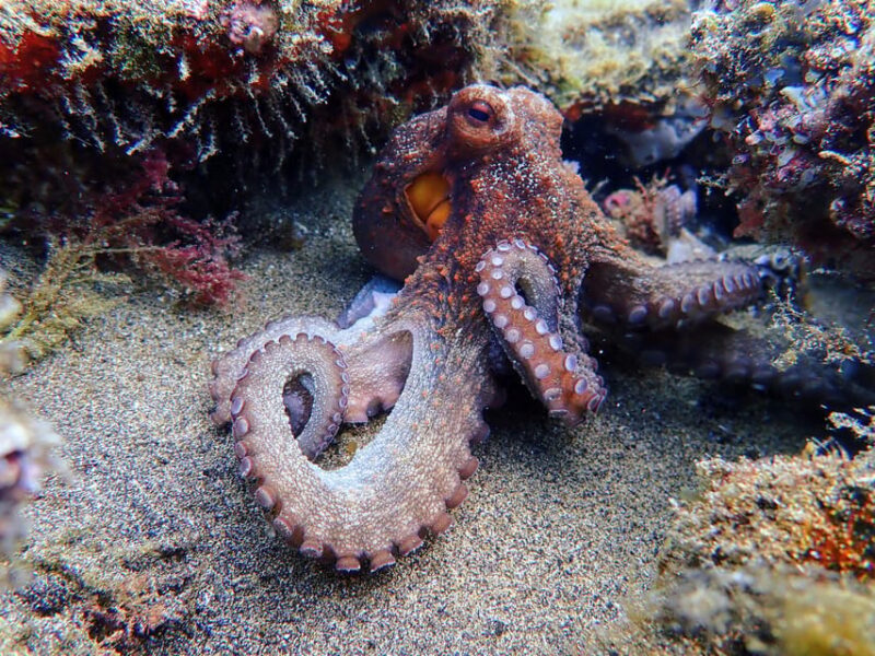 Lanzarote: 2 Guided Dives (Certified Divers Only) - Customer Feedback and Highlights
