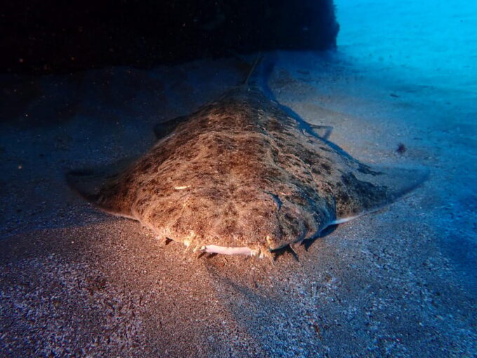 Lanzarote: 2 Guided Dives (Certified Divers Only) - Benefits of Guided Dives