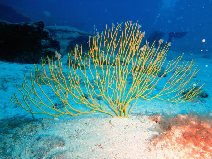 Lanzarote: 2 Guided Dives (Certified Divers Only) - Preparing for Your Lanzarote Adventure