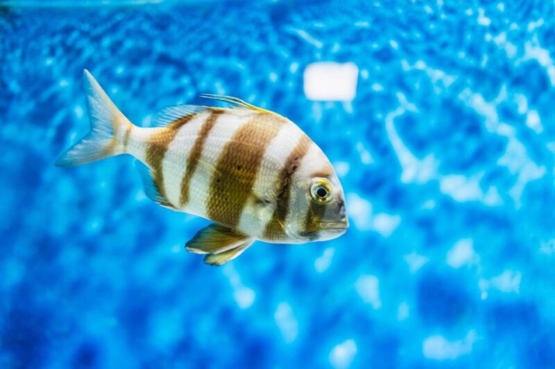 Lanzarote: Aquarium Entry Ticket - Good To Know