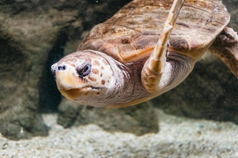 Lanzarote: Aquarium Entry Ticket - Visitor Experience