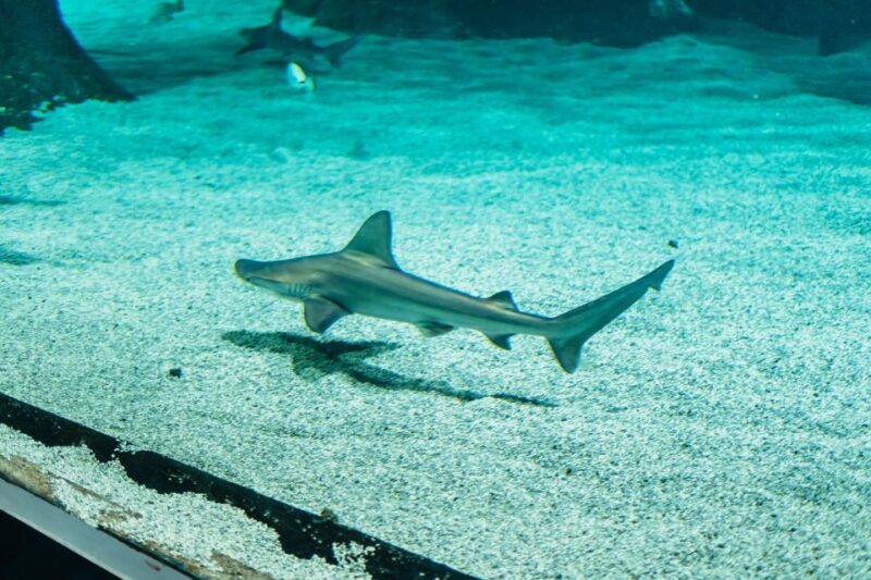 Lanzarote: Aquarium Entry Ticket - Customer Feedback