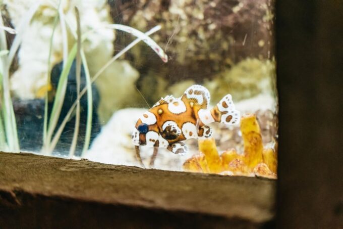 Lanzarote: Aquarium Entry Ticket - The Sum Up