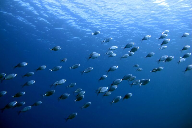 Lanzarote: Beginner Diving Course Costa Teguise (2 Dives) - Pickup and Transport