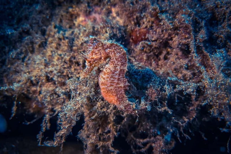 Lanzarote: Beginner Try Scuba Diving Costa Teguise (2 dives) - The Sum Up