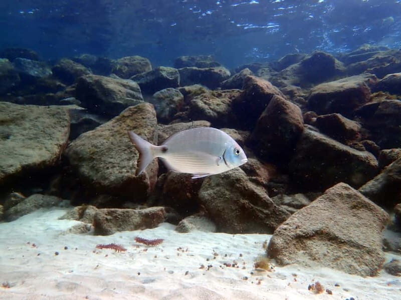 Lanzarote: Beginner Try Scuba Diving Costa Teguise (2 dives) - FAQ