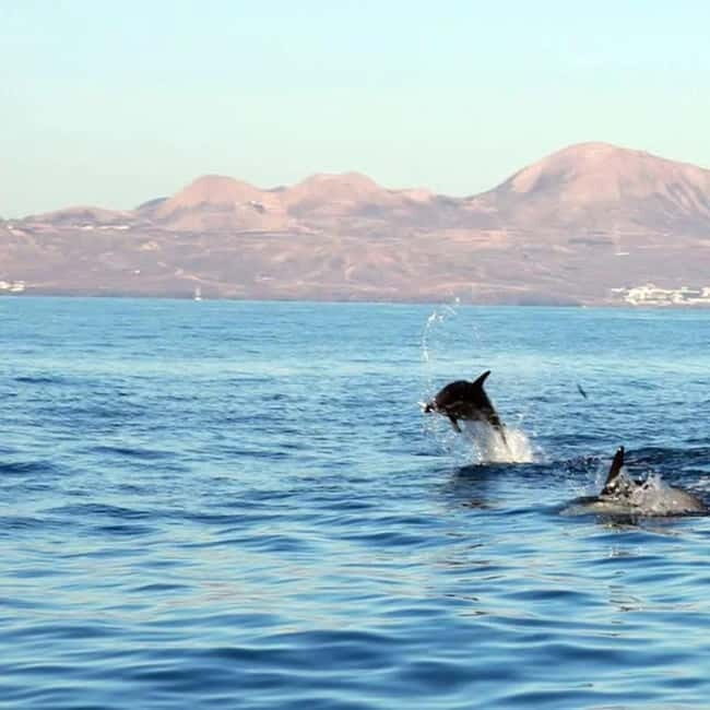 Lanzarote: Dolphin Watching by speedboat - Key Points  