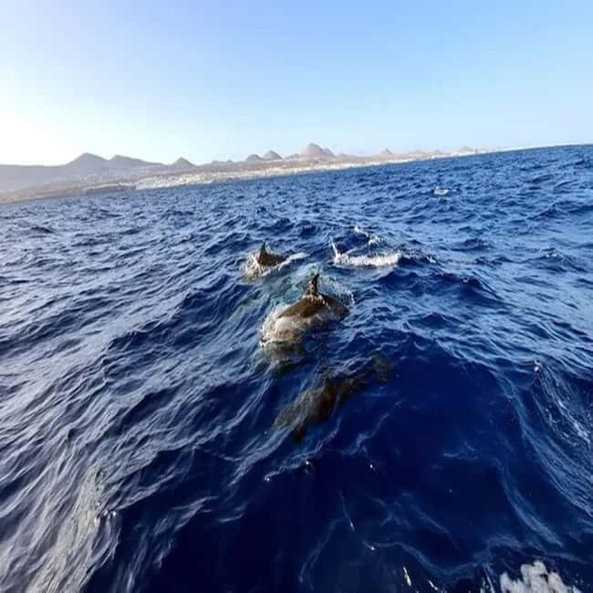 Lanzarote: Dolphin Watching by speedboat - The Experience in Detail: From Boarding to Return
