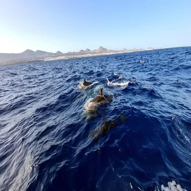 Lanzarote: Dolphin Watching by Speedboat - Tour Highlights