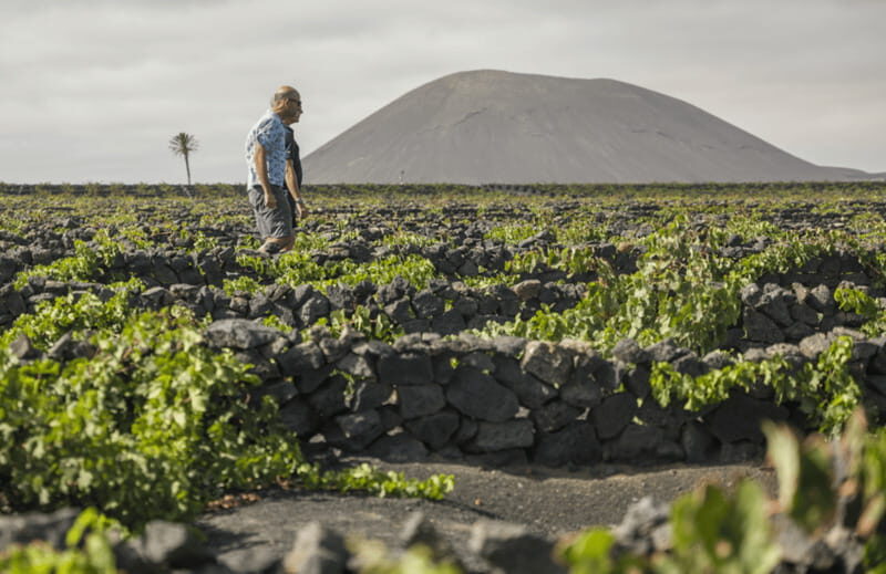 Lanzarote: El Grifo Wine Cellar Tour with Tasting - What We Liked & What to Consider