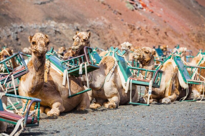 Lanzarote: Guided Day Trip to Timanfaya Park & Green Lagoon - Itinerary Highlights