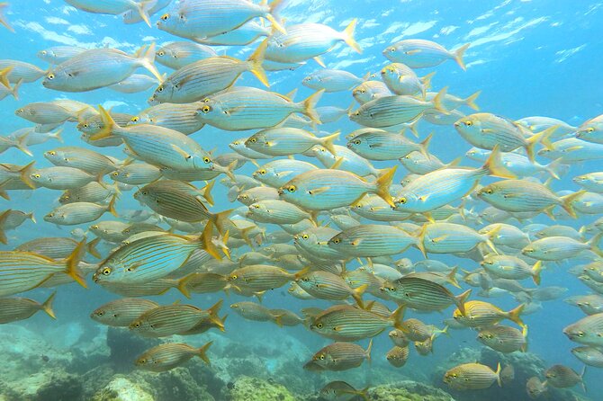Lanzarote Introductory Scuba Diving Experience - What To Expect