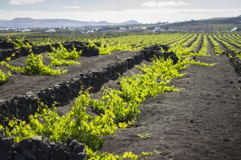 Lanzarote: Journey to the World of EL GRIFO - Good To Know
