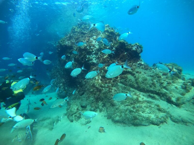 Lanzarote: Scuba Diving for Beginners - 1 Dive - Key Points