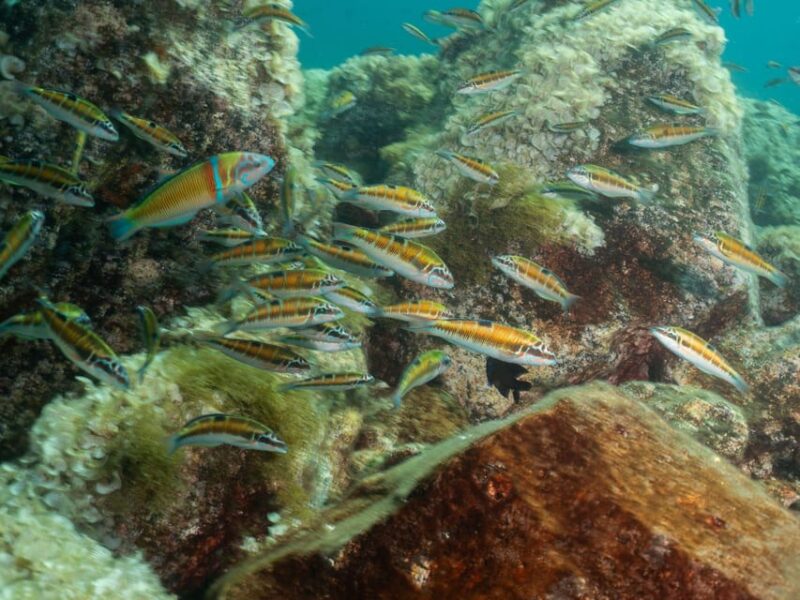 Lanzarote: Scuba Diving Refresher Course - Instructor and Language