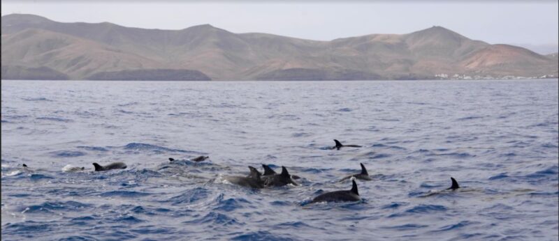Lanzarote: Sea Safari Experience - Logistics and Requirements