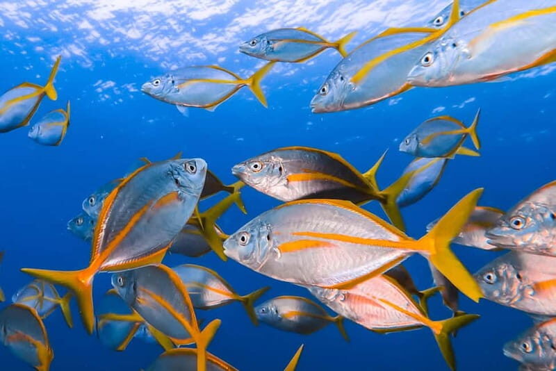 Lanzarote: Small-Group Discover Scuba Diving Costa Teguise - Key Points
