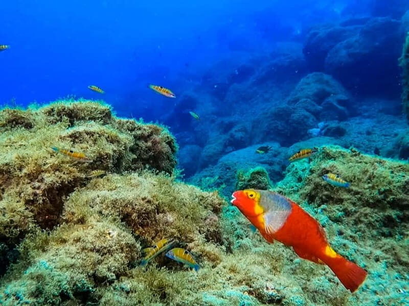 Lanzarote: Small-Group Discover Scuba Diving Costa Teguise - An In-Depth Look at the Lanzarote Discover Scuba Experience