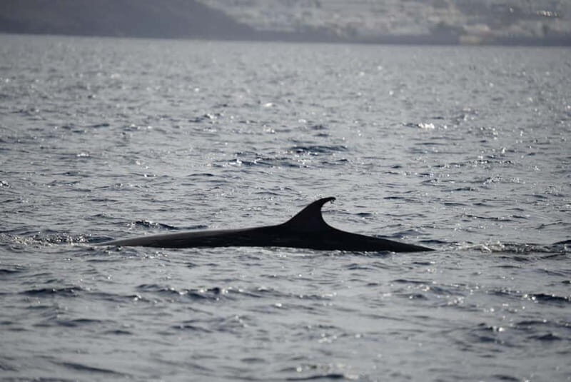 Lanzarote Sunset Experience with dolphin spotting - A Solid Choice for Eco-Conscious Travelers and Wildlife Enthusiasts