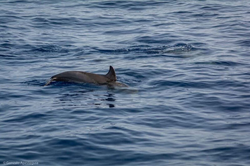 Lanzarote Sunset Experience with dolphin spotting - The Sum Up
