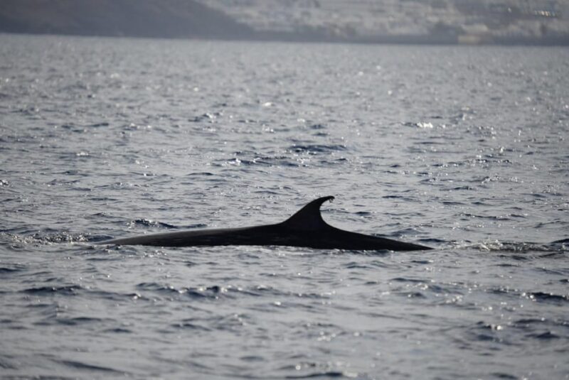Lanzarote Sunset Experience With Dolphin Spotting - Onboard Experience