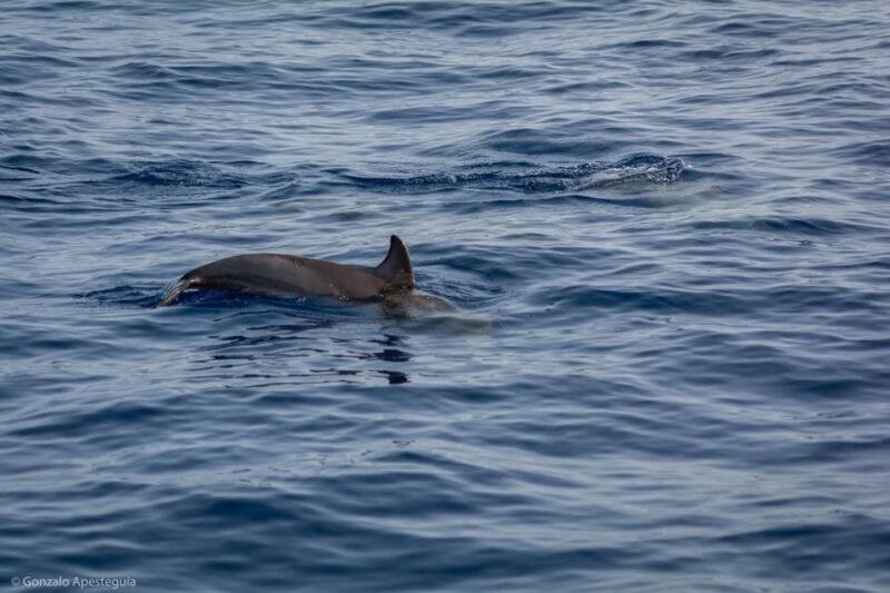 Lanzarote Sunset Experience With Dolphin Spotting - Important Information and Meeting Point