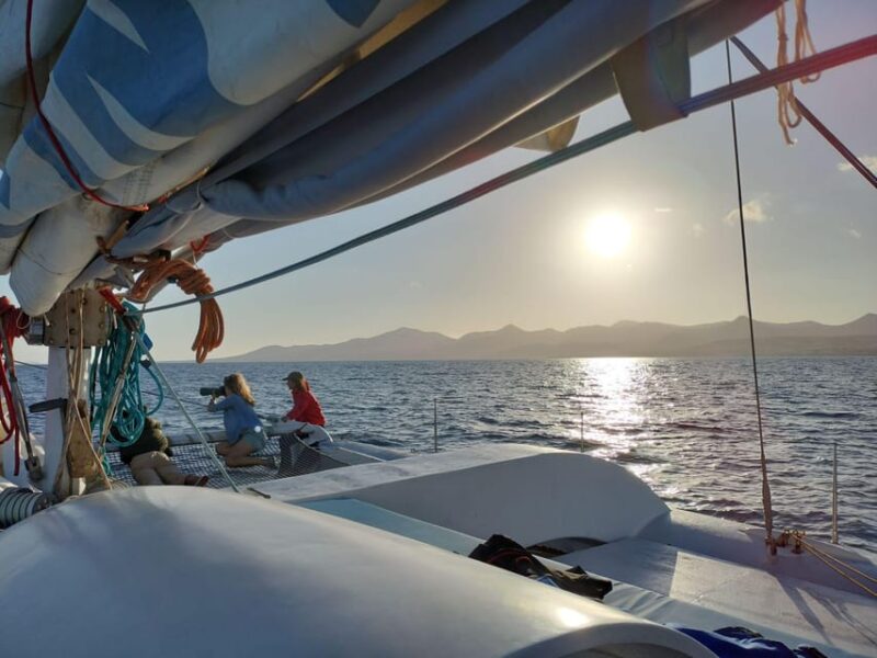 Lanzarote Sunset Experience With Dolphin Spotting - Dolphin Watching and Marine Life Encounters