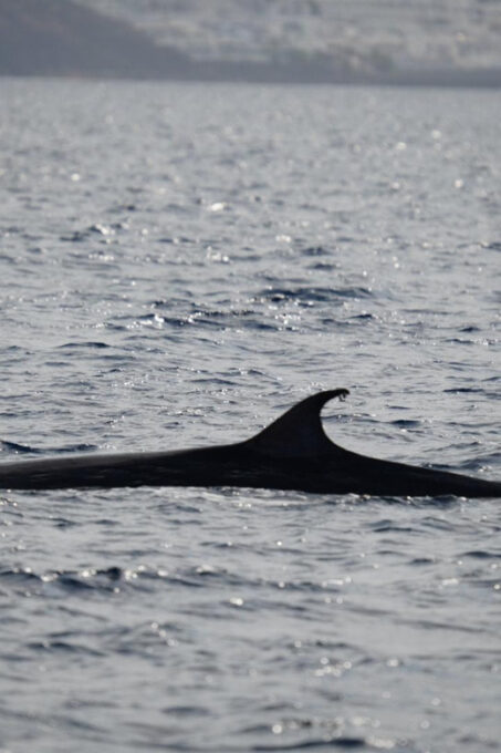 Lanzarote Sunset Experience With Dolphin Spotting - Frequently Asked Questions