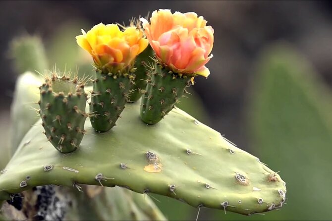Lanzarote Tour: Lagomar Museum, Guatiza Cactus Garden & La Graciosa Island - Accessibility and Pickup Options