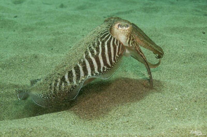 Lanzarote: Try Scuba Diving Experience - Diving Options