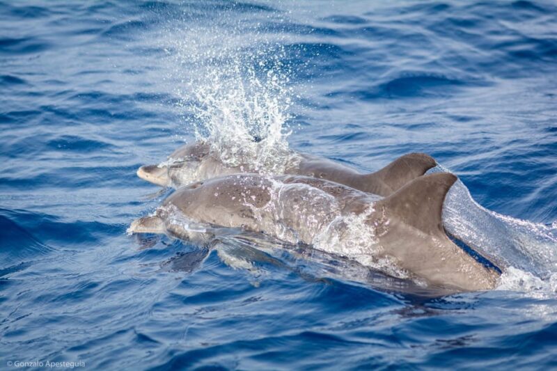 Lanzarote: Whale and Dolphin Watching Eco-Friendly Catamaran - Key Points
