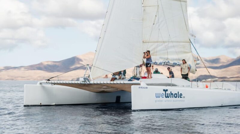 Lanzarote: Whale and Dolphin Watching Eco-Friendly Catamaran - Booking Information