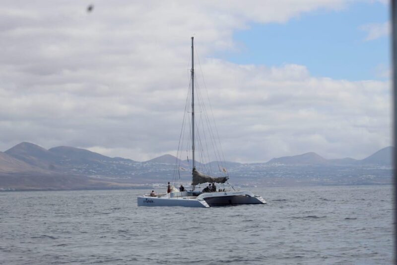 Lanzarote: Whale and Dolphin Watching Eco-Friendly Catamaran - Experience Highlights