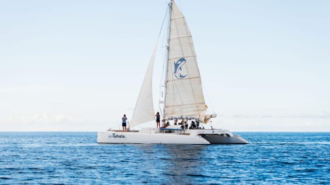 Lanzarote: Whale and Dolphin Watching Eco-Friendly Catamaran - Exploring Lanzarotes Marine Life