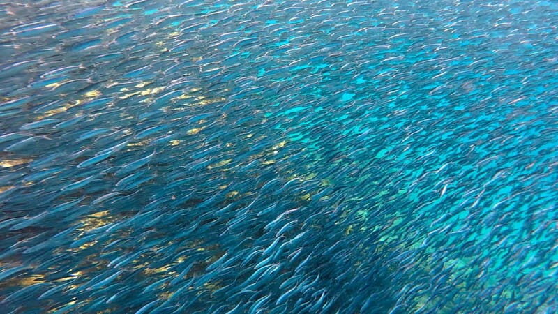 Lanzarote Your First Scuba Diving Experience - Key Points