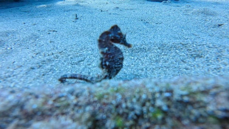 Lanzarote Your First Scuba Diving Experience - What Makes This Experience Special?