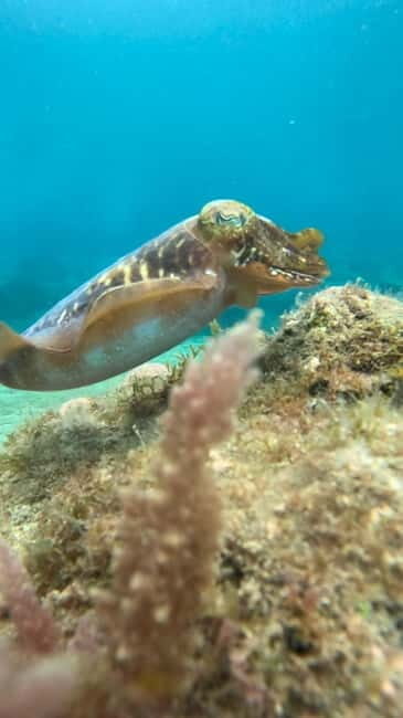Lanzarote Your First Scuba Diving Experience - The Practical Side: Logistics and Suitability