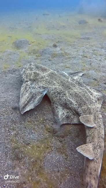 Lanzarote Your First Scuba Diving Experience - What the Reviews Say