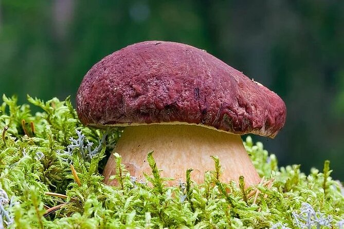 Lapland Berry Day Experience - Identifying Edible Arctic Treasures