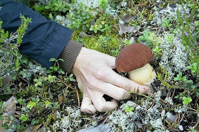 Lapland Berry Day Experience - Savoring the Bounty of Nature